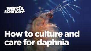 Caring and Culturing for Daphnia [upl. by Fotinas300]