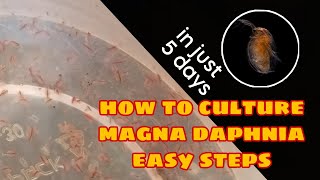 How to Culture Magna Daphnia Easily [upl. by Kcirde]