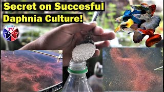 How to Culture Daphnia Successfully [upl. by Greeley232]