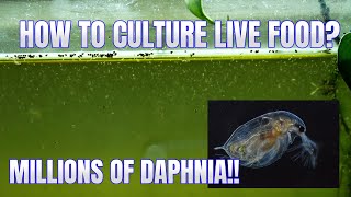 How to Culture Daphnia Secret Method to Breed MILLIONS  Simply Aquatic [upl. by Aseel992]