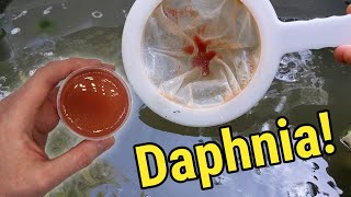 How I Culture Daphnia In Outdoor Tubs [upl. by Emearg]