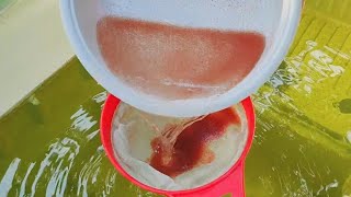 How to culture daphnia  Daphnia culture  How to grow daphnia outdoor [upl. by Ardnuassak]