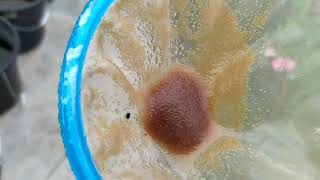 How to culture daphnia moina in a small container Part 1 English Subtitle [upl. by Nawat]