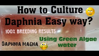 Daphnia MagnaHow to Culture Daphnia Easy wayCulturing Daphnia using Green water Daphnia [upl. by Coltin807]