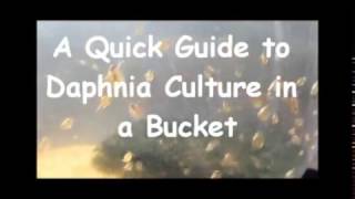 How to culture daphnia outside [upl. by Marb266]