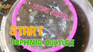 How to culture daphnia moina the easy way 1  Starting the Daphnia culture [upl. by Hazaki]