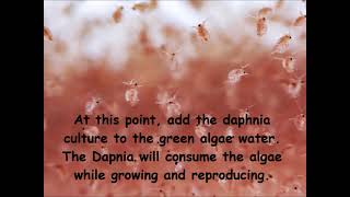 Daphnia  How to grow daphnia in your home [upl. by Gass398]