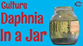 How to Culture Daphnia in a Jar [upl. by Natty]