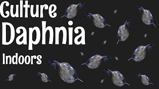 How to Culture Daphnia [upl. by Novanod]