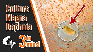 How to culture DAPHNIA MAGNA  The easy way [upl. by Hankins]