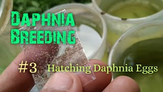 Daphnia Culture made simple and easy 3  Hatching Daphnia eggs [upl. by Animrac]