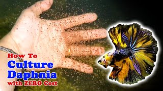 How to Culture Daphnia with ZERO Cost  Unlimited Live Food For Our Fish [upl. by Opal313]