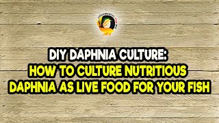 DIY Daphnia Culture How to Culture Nutritious Daphnia as Live Food for Your Fish [upl. by Elyse]