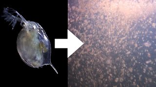 How I Culture Daphnia [upl. by Ellerad]