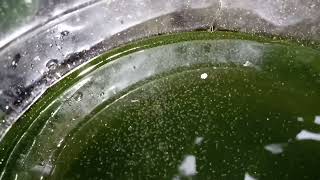 DAPHNIA MOINA CULTURE IN A SMALL BUCKET [upl. by Niela]