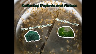 How To Culture Daphnia and Moinas using Green Water Spirulina powder [upl. by Gassman439]