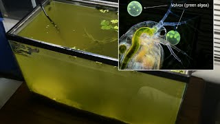 Raising Daphnia for the Freshwater Aquarium [upl. by Athelstan]