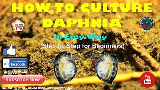 HOW TO CULTURE DAPHNIA In Easy Way [upl. by Otrebla]